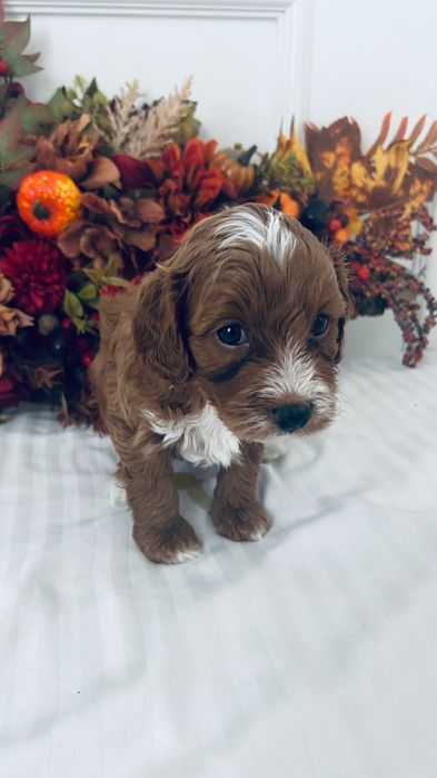 Urocze  Maltipoo