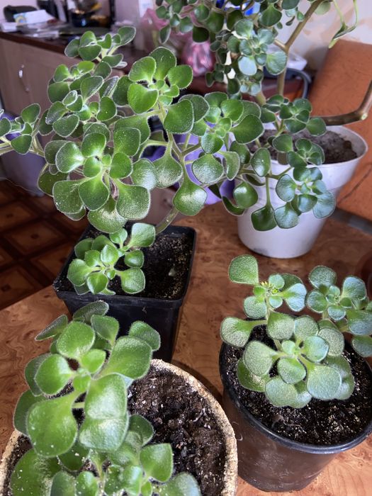 Аихризон-дерево любви