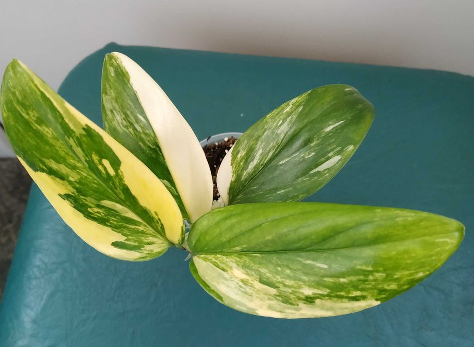 Філодендрон Рожева принцеса, Кобра жовта