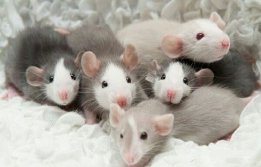 АКрыска ручная