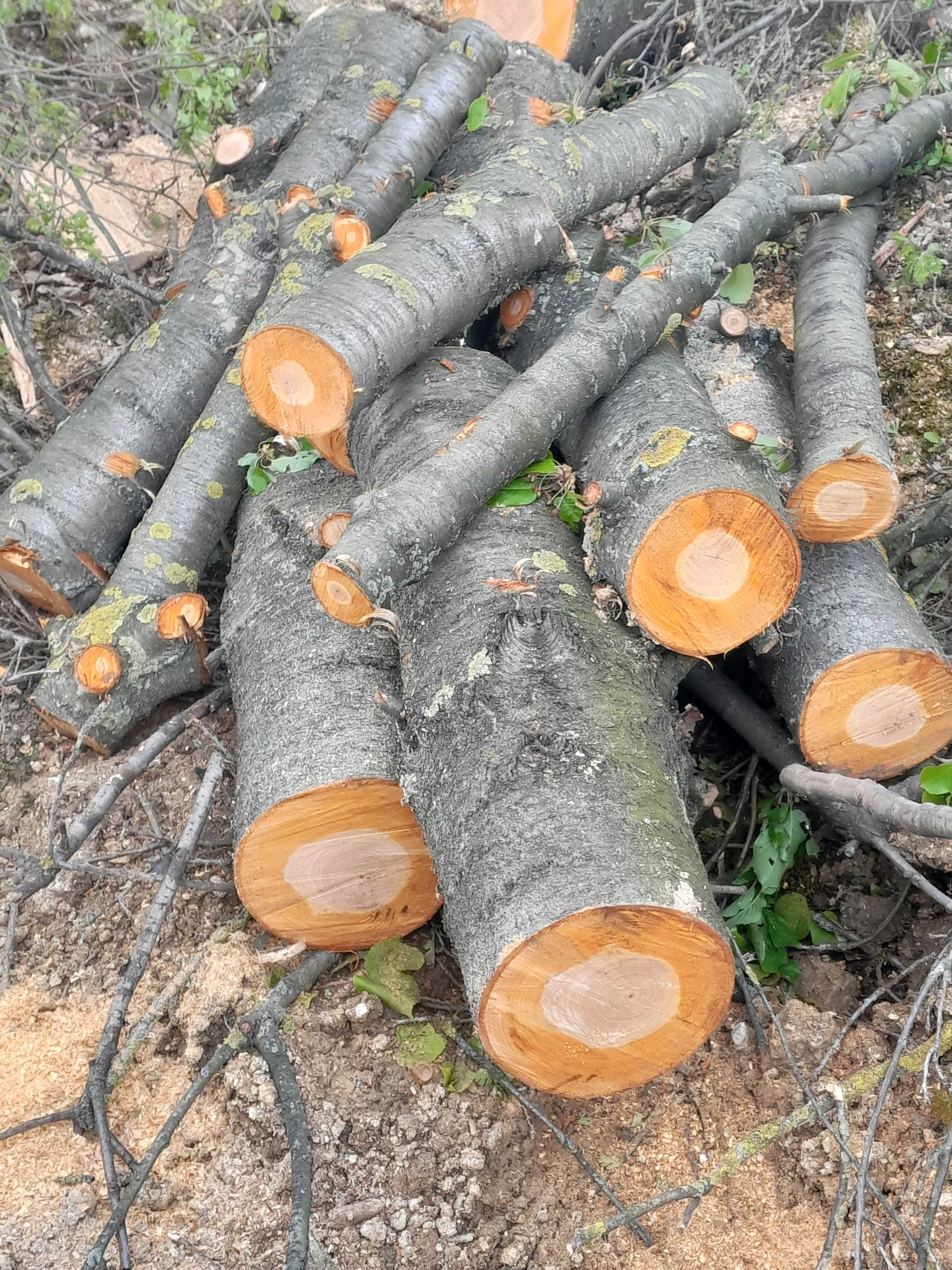 Drzewo do wędzenia ,wiśnia.