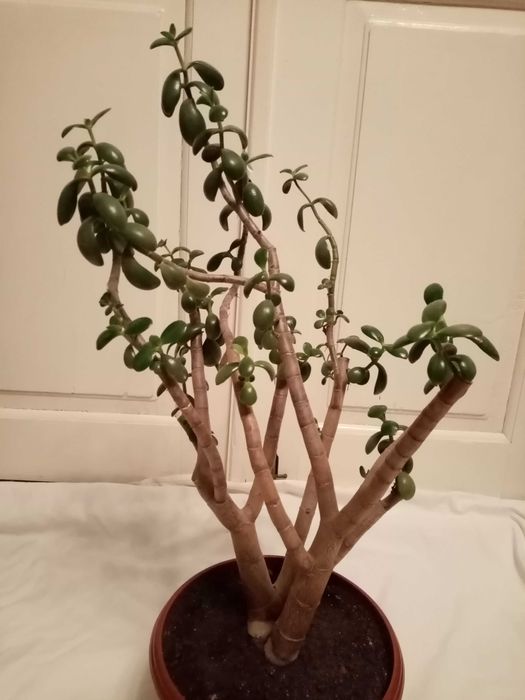 Цветок денежное дерево ( Бонсай)