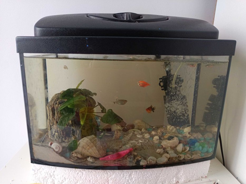 Akwarium z rybkami filtr  rośliny glonojad