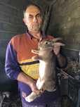 Corlhos Flemish (Flaningo ou Filandet) 70 dias
