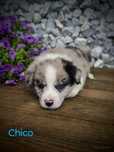Border collie piesek Blue merle tri color przebadani rodzice