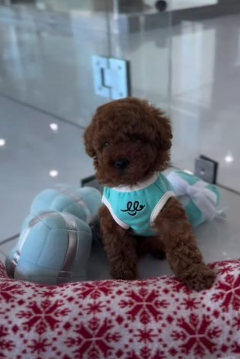 Малиш той.       пудель !