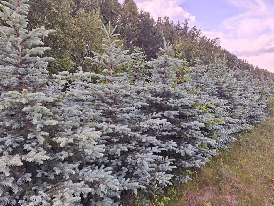 Świerk srebrny, kłujący wys. 1m do 3m