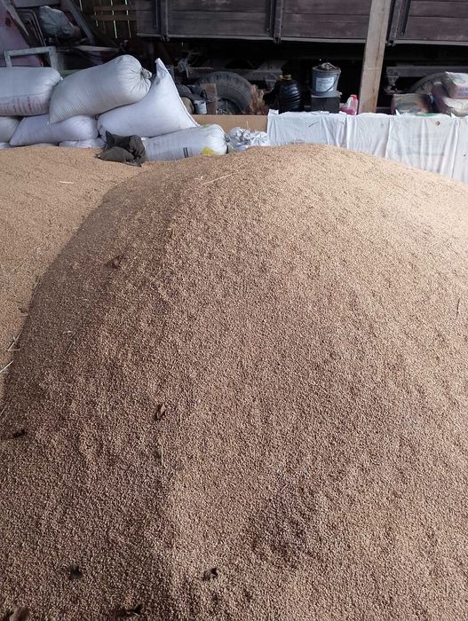 Продам пшеницю . Урожай 2025 року .