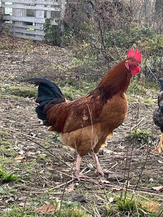 Kogut wolny wybieg 26 tyg. 5 szt.