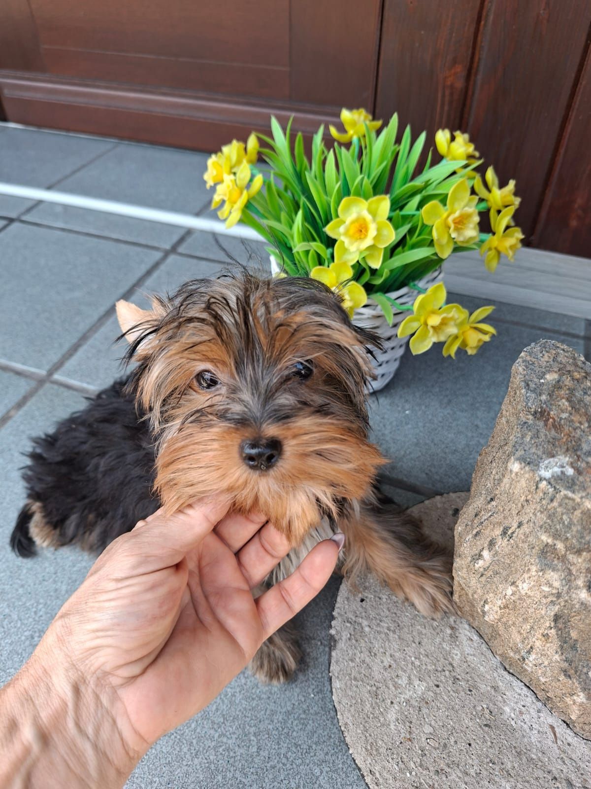 Chłopiec Yorkshire Terrier