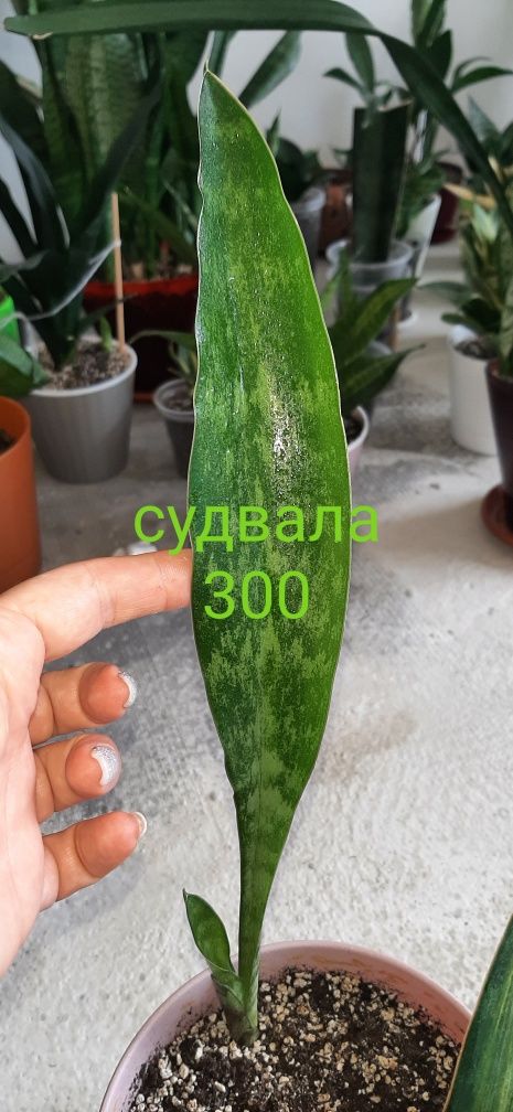 Сансевиерия sansevieria