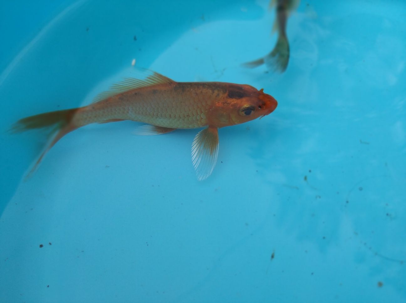 Carpas koi 10-12 cm