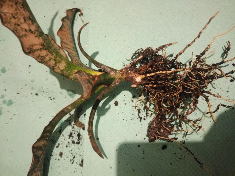 Сансивирія фаваріт,