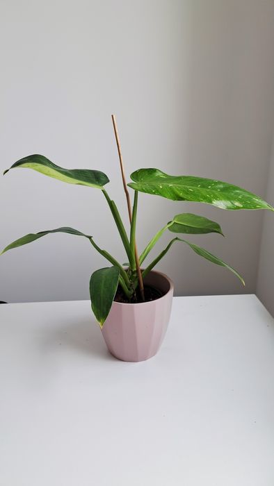 Wysylka 1zl! Filodendron Jose Buono