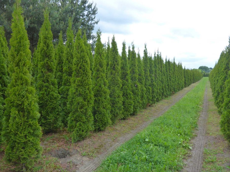 dowozimy i sadzimy ‼️ 300cm tuja SZMARAGD smaragd ‼️ PRODUCENT