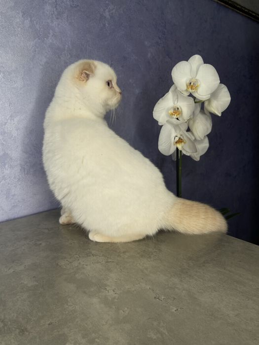 Кошенята котенята шотландські висловухі висловухий фолд