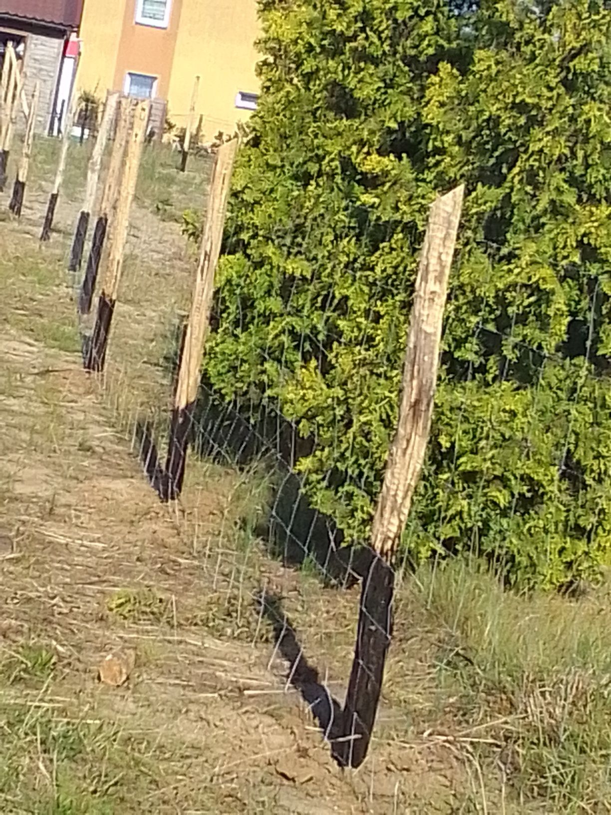 Tanie ogrodzenia leśne tymczasowe budowlane leśne