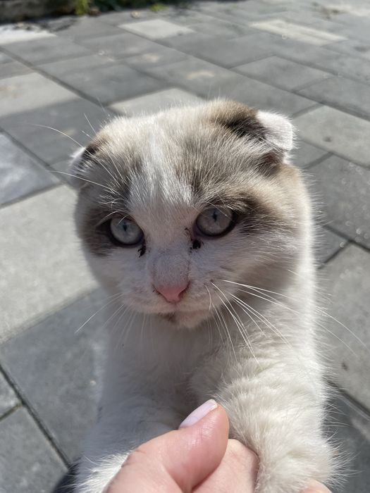 Британський висловухий