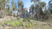 Terreno  para venda
