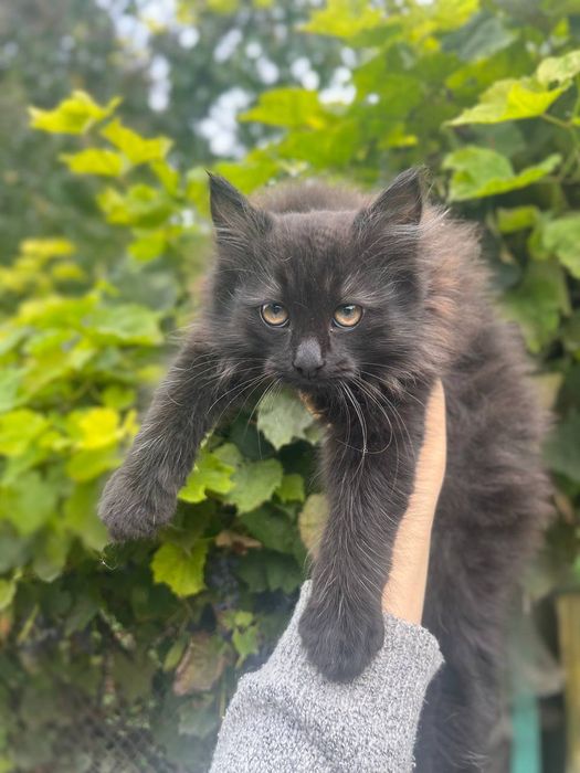 Кошенята в добра руки