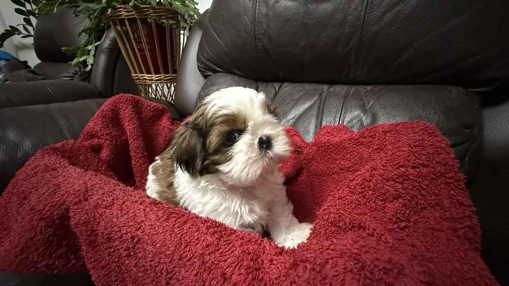 Piesek shih tzu z rodowodem