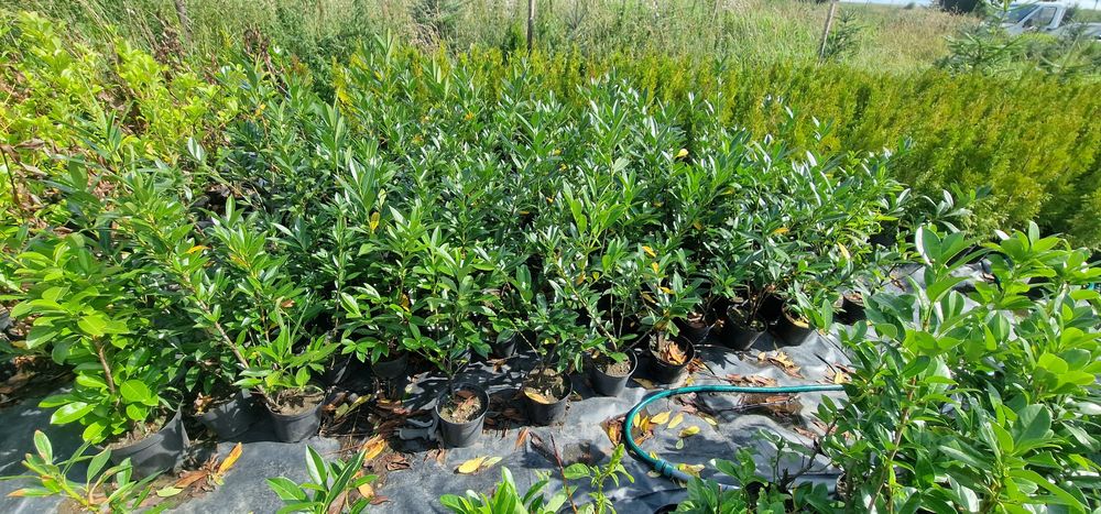 Laurowiśnia 50-140cm