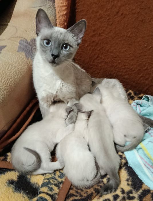 Сиамские голубоглазые котята