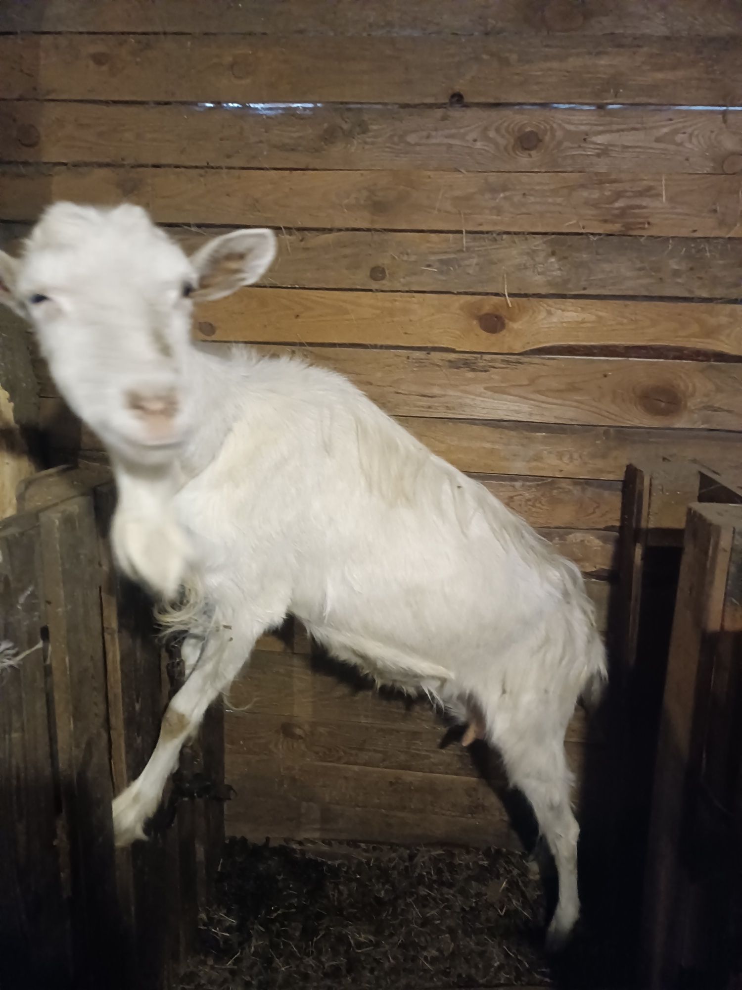 Продам дійних та молодих кіз