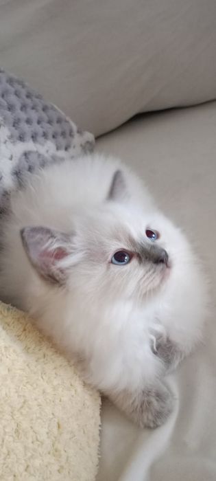 Cudny Kocurek ragdoll