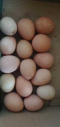 Jaja lęgowe perliczek i  kaczek staropolskich