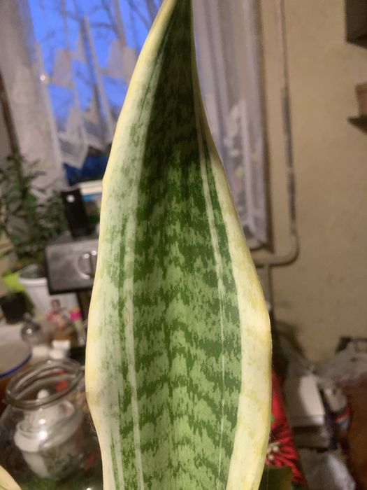 Продам сансеверіі