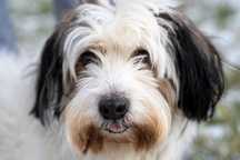 Maks w typie shih tzu szuka domu