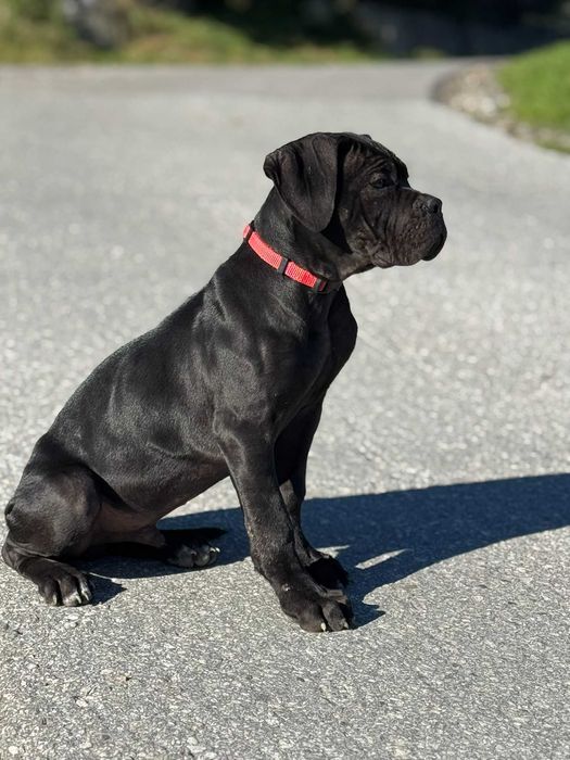Cane Corso Merlin czarny samiec ZKwP/FCI