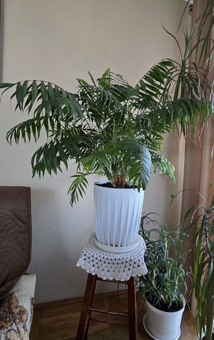 Zamiokulkas i inne kwiaty doniczkowe cena (od 40 do 200)