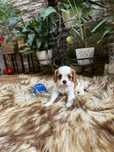 Cavalier King Charles spaniel