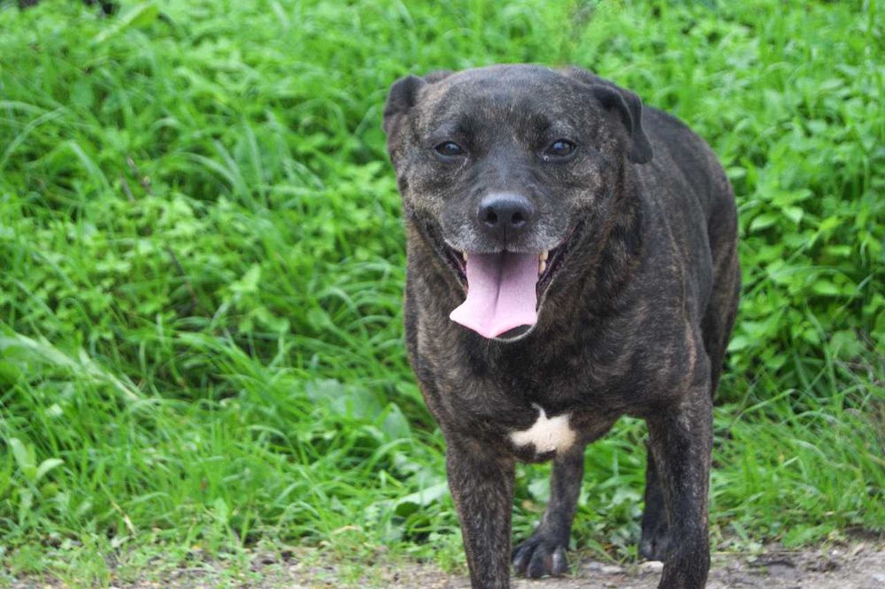 Kyra - Cadela média para adoção