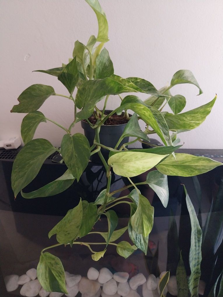 Epipremnum Marble Queen