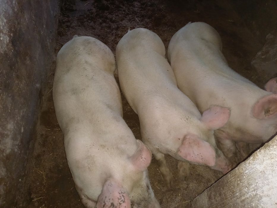 Sprzedam tuczniki swinie w różnej wadze