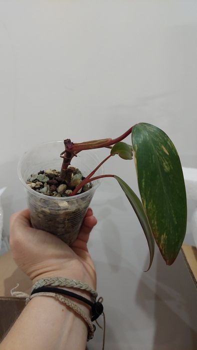 Philodendron Strawberry Shake