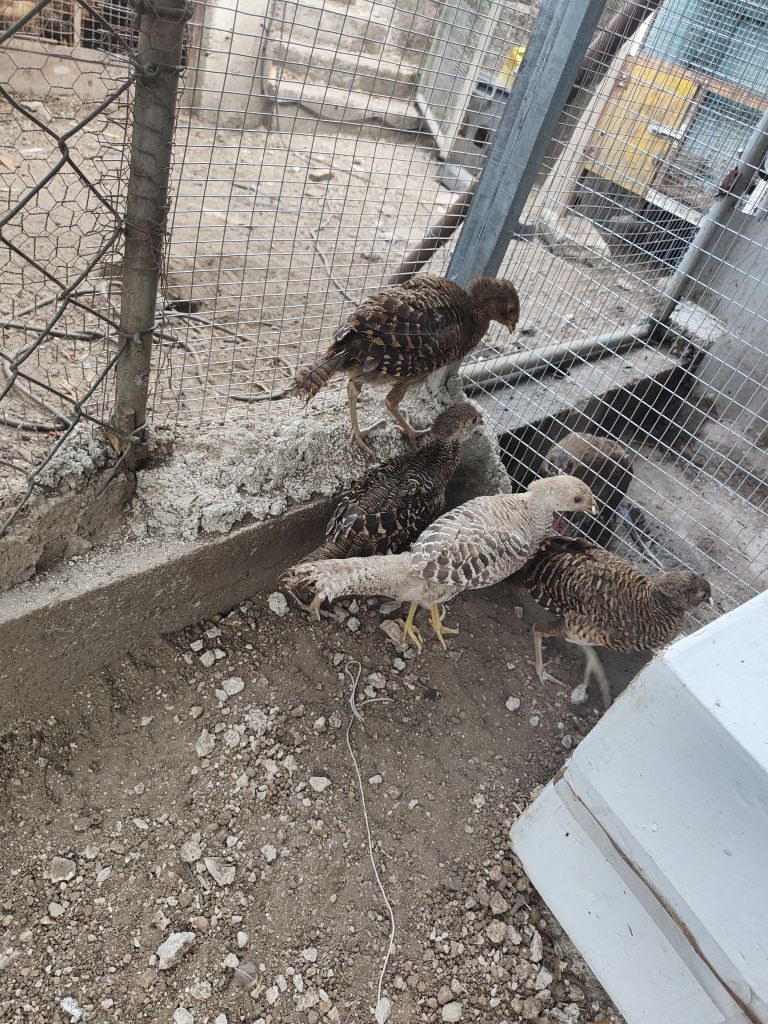 Casal de faisões dourados