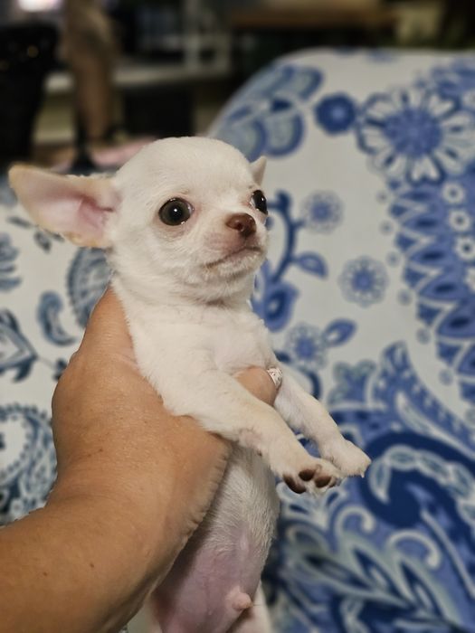 Chihuahua fci,  bialy krótkowłosy piesek Bubu