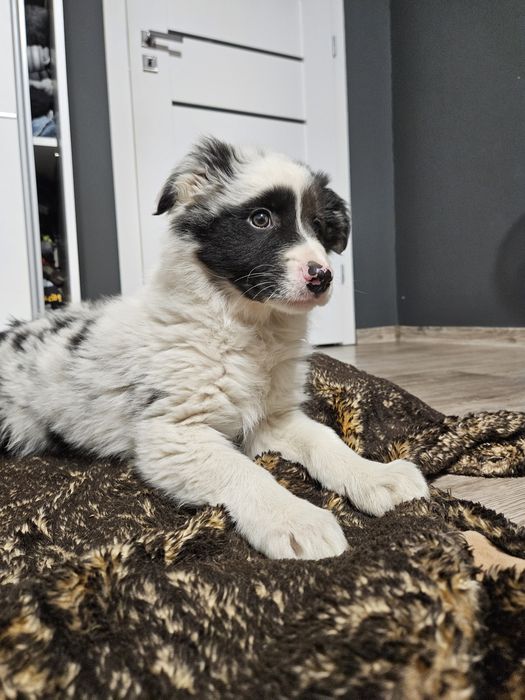 Piesek Border Collie Merle z rodowodem