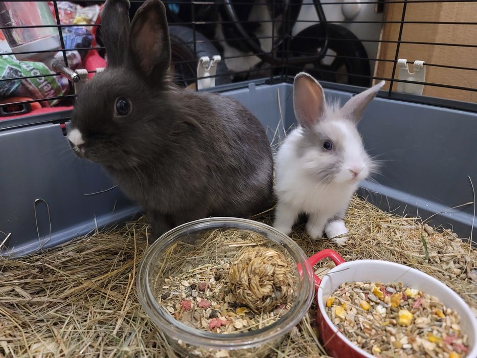 Дуже милі кролики декоративні крольчата самка та самець кролики