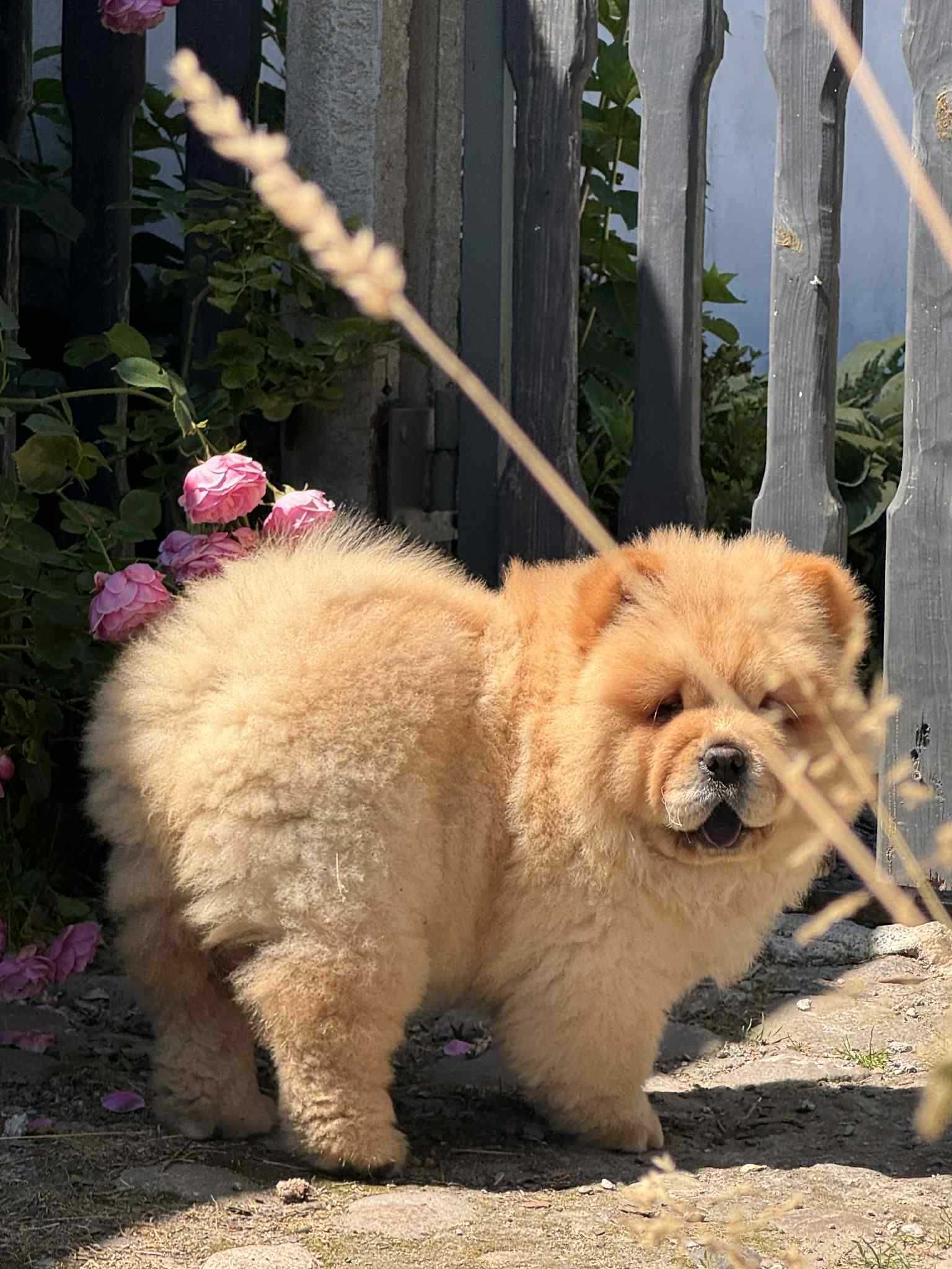 Chow chow cynamonowa Suka