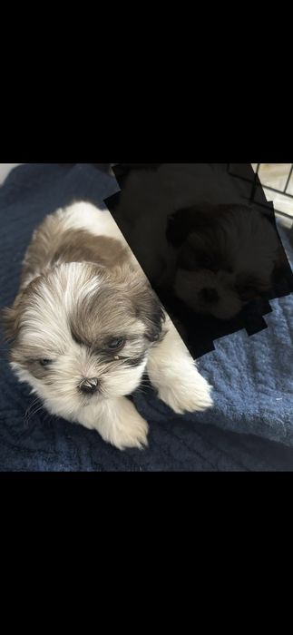 Suczka  shih-tzu