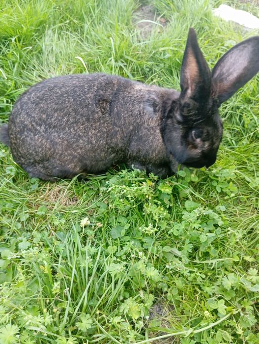 Królik samica młoda 2 letnia i 2 młode króliki 4 miesięczne