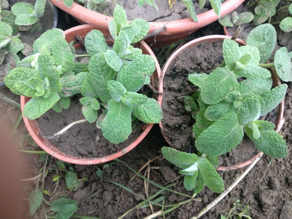 Mięta ogrodowa 2 sadzonki