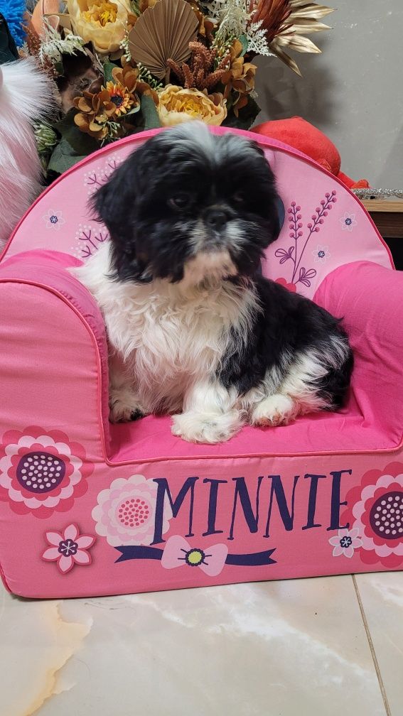Shih tzu śliczny piesek z wyprawką