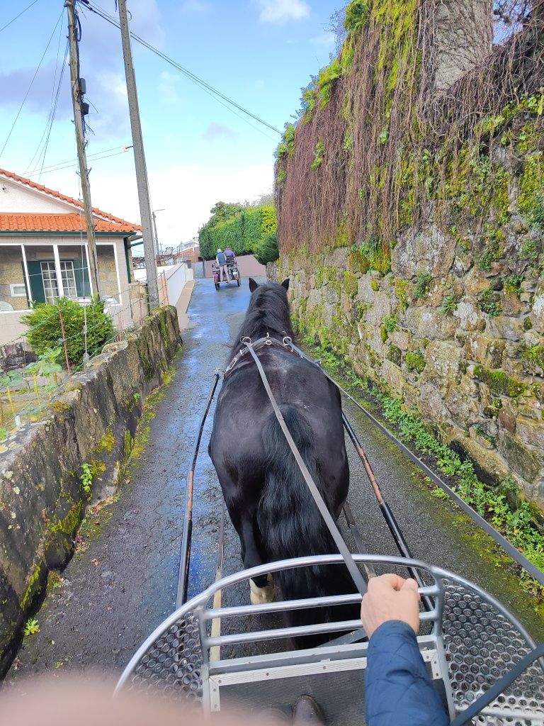 Poldro 4 anos Percheron x Hispano Breton