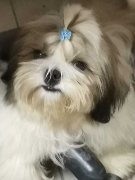 щенок ши тцу мальчик ( КСУ)